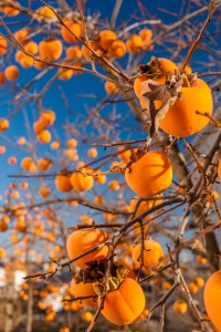Bright persimmons on the branches.