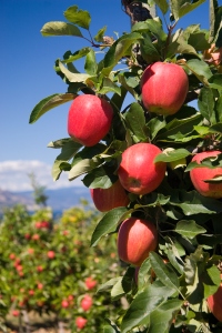 Vertical Photo of Red Delicious Apples in Orchard Setting