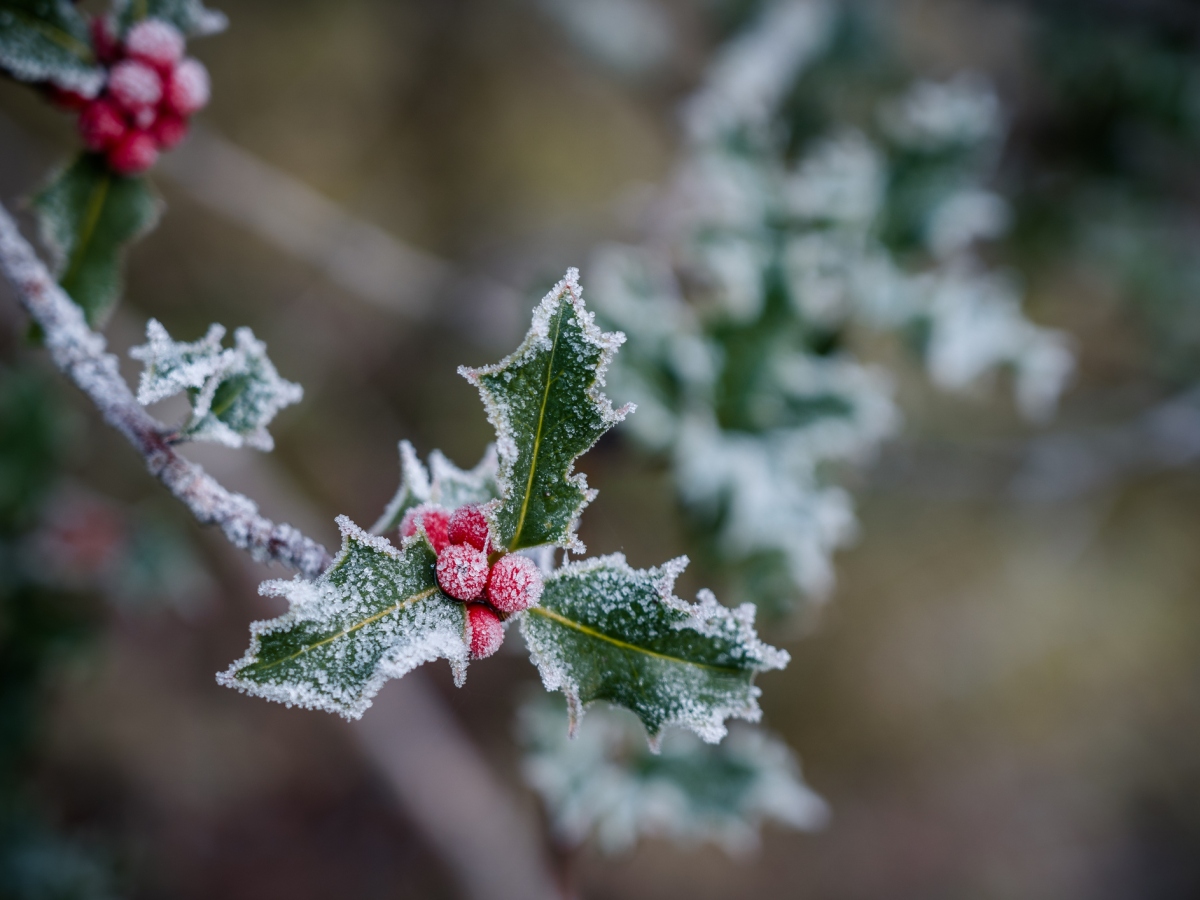 December – Holly